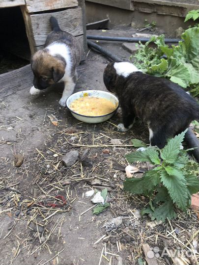 Отдам щенка в добрые руки