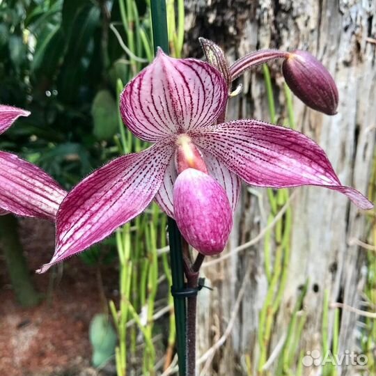 Орхидея. Пафиопедилум. Paphiopedilum Delrosi
