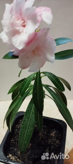 Монстера, олеандр