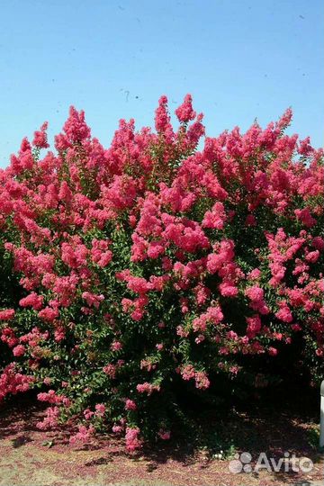 Сирень Красная Москва, саженцы от 55см