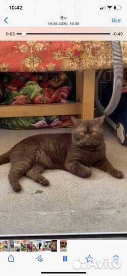 Вязка Британец