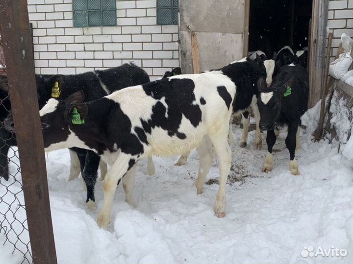 Бычки телята