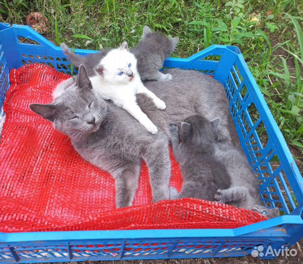 Британские котята бесплатно