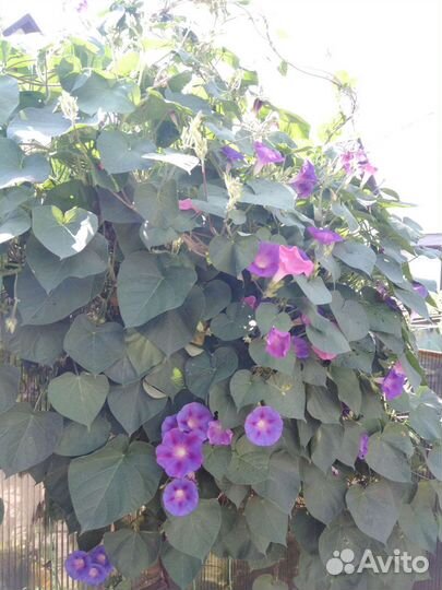 Семена Ипомея