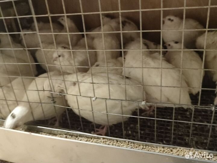 Перепелки несушки