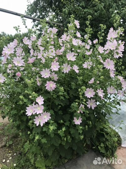 Садовые многолетние цветы