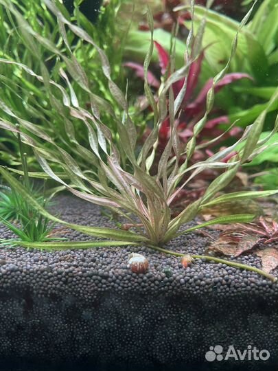 Растения для аквариума