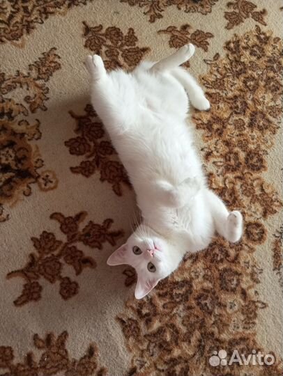 Квартирная Передержка котов и кошек