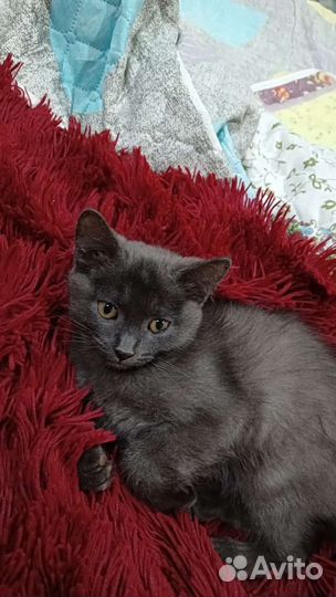 Домашние животные котята