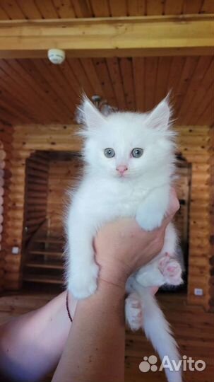 Роскошный белый котенок