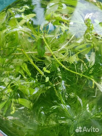 Аквариумное растение