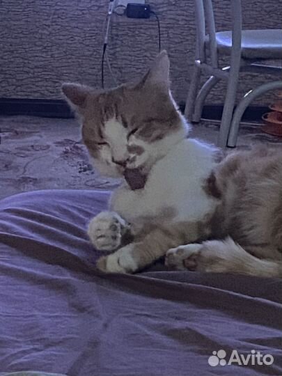 Котик ищет семью
