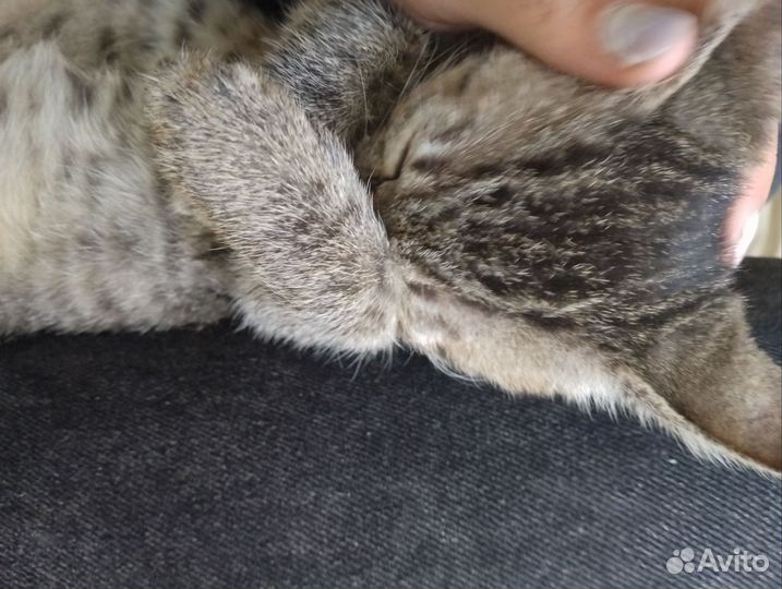 Котенок