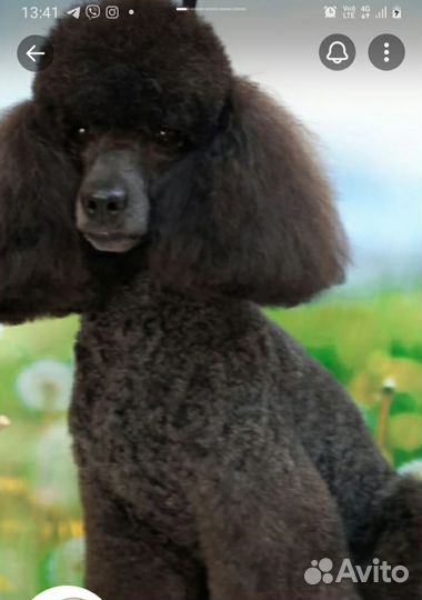 Щенки пуделя