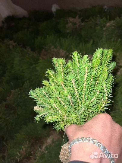 Саженцы ели зкс от производителя