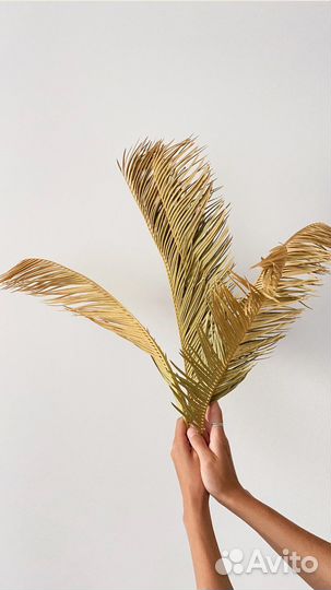 Сухоцветы пальмы пампасная трава кортадерия