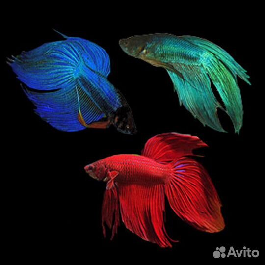 Рыбка петухи и самочки