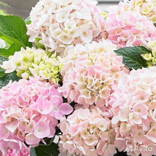 Гортензии крупнолистные