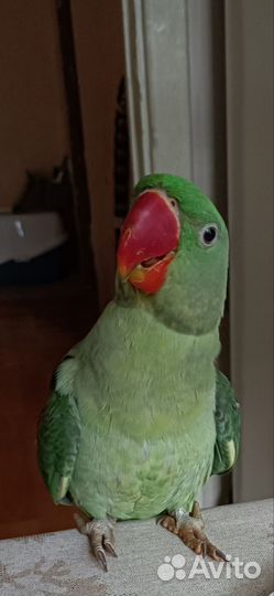 Попугай Александрийский 7 месяцев мальчик