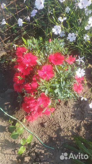 Цветы для сада и дома