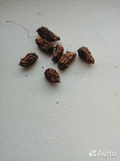 Семена чуфы земляной миндаль