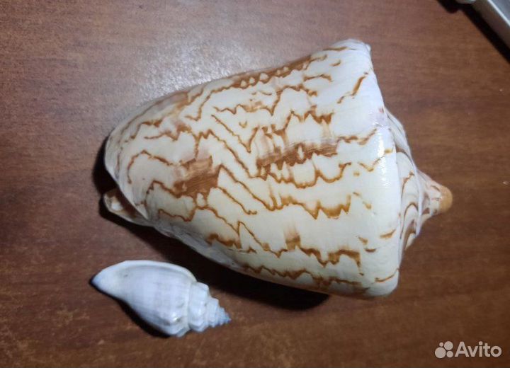 Раковина Морская ракушка цимбиола