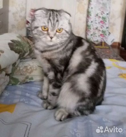 Шотланская вислоухая кошечка купить в Рыбинске | Животные и зоотовары ...