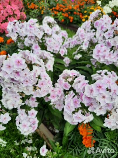 Сортовые флоксы