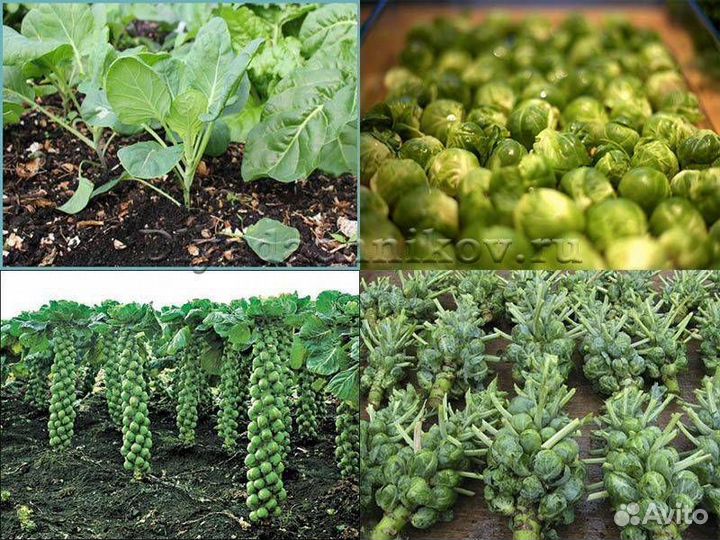 Рассада брюссельской капусты