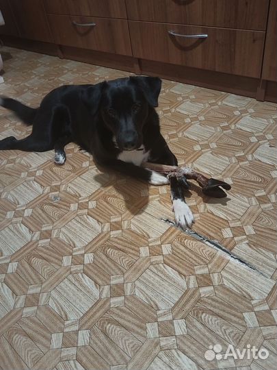 Отдам Лабрадора