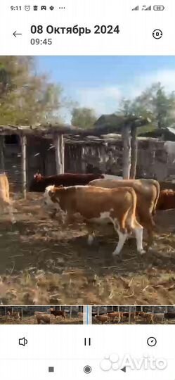 Молодняк подсоски