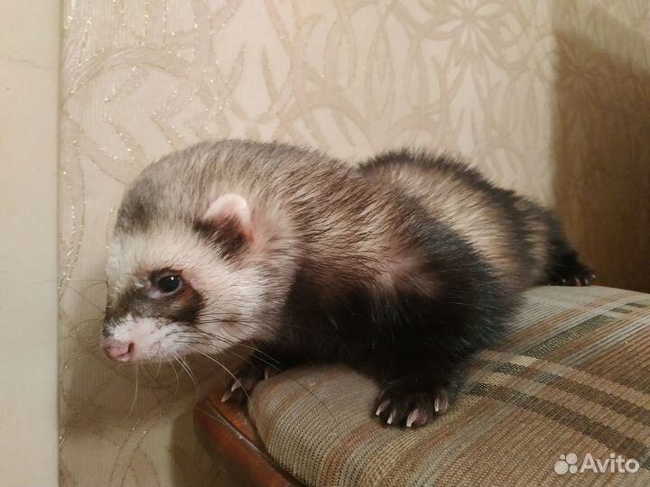 Вязка хорька