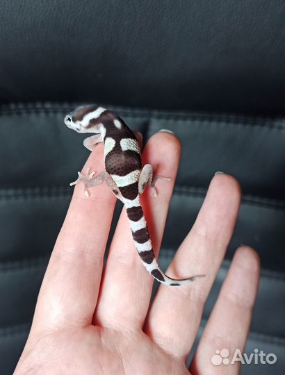 Гекконы эублефары