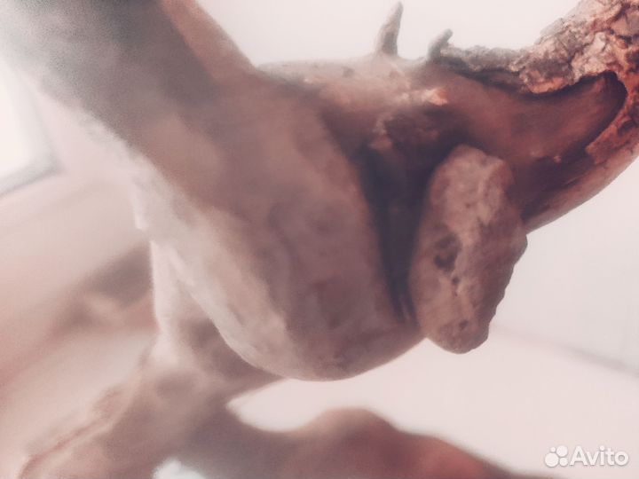 Натуральная коряга с вросшими камнями