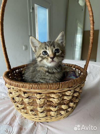 Прекрасные котята, в самые заботливые руки