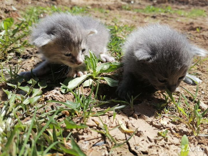 Котята