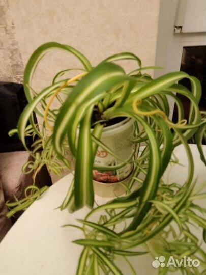 Комнатные растения