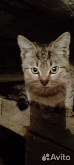 Добрый котенок ищет дом