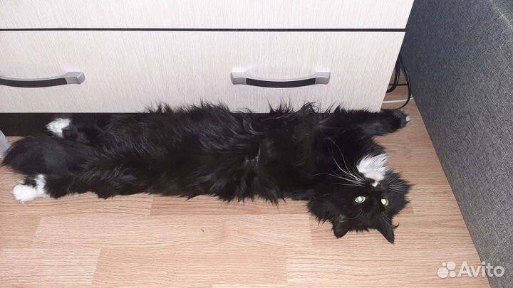 Кошка в дар