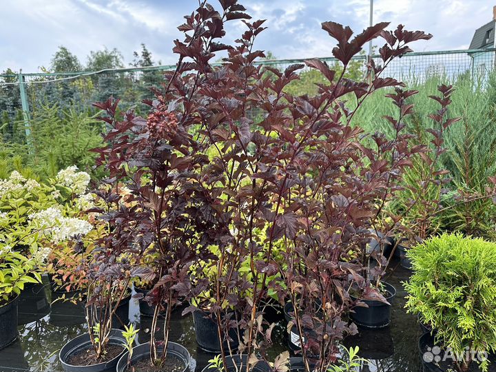 Пузыреплодник Ред Барон