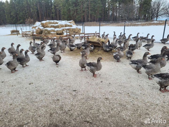 Гусята Крупные серые и Линда