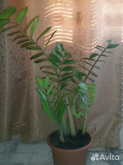 Замиокулькас долларовое дерево