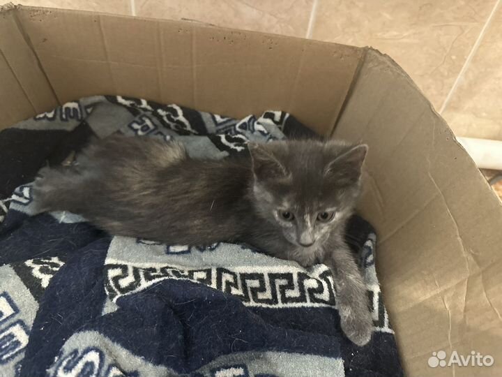 Отдам котенка в добрые руки