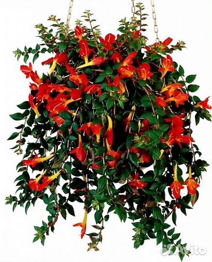 Колумнея ампельная с красивыми цветками и др