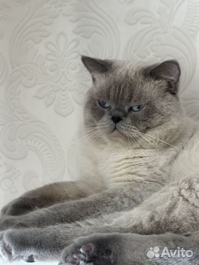 Вязка Шотландец