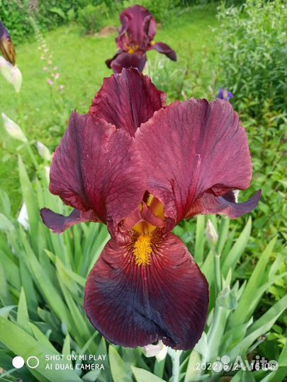 Многолетники: ирисы, гейхера, наперстянка и др