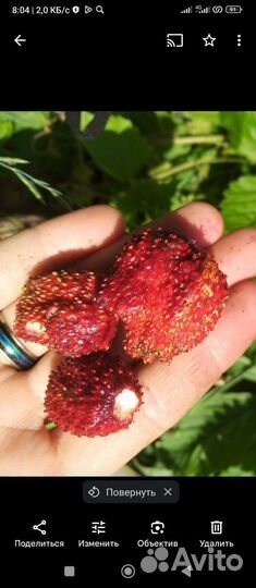 Земляника. Рассада клубники в стаканах