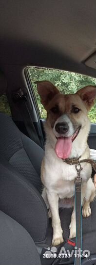 Собака в добрые руки