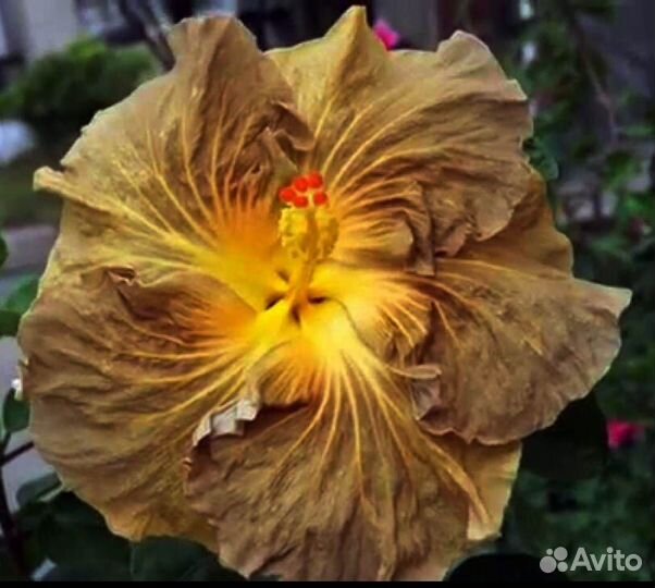 Срезы сортовых гибискусов