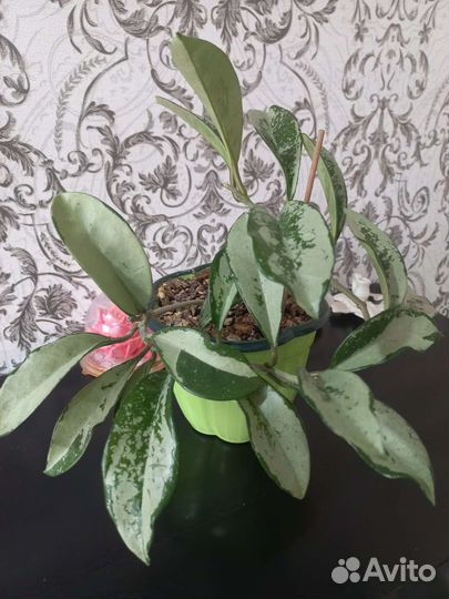 Хойи укорененные и срезом